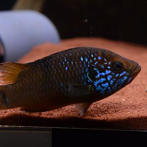 Guinean jewel cichlid (Rubricatochromis sp. 'Guinea 1')