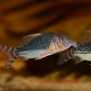 Palespotted corydoras (Hoplisoma gossei)