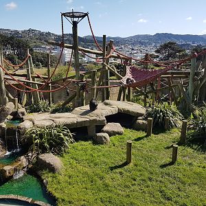 Wellington Zoo | Chimpanzee Enclosure