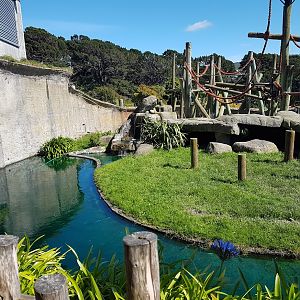 Wellington Zoo | Chimpanzee Enclosure