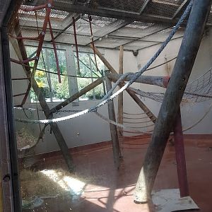 Wellington Zoo | Chimpanzee Indoor Enclosure