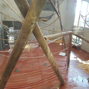 Wellington Zoo | Chimpanzee Indoor Enclosure