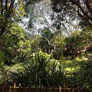 Wellington Zoo | Northern White-cheeked Gibbon Enclosure