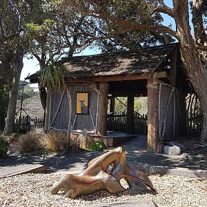 Wellington Zoo | Male Nyala Viewing