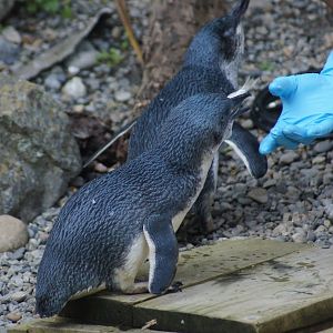 Wellington Zoo | Little Blue Penguin Feeding