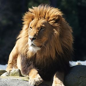 Wellington Zoo | Jelani the African Lion