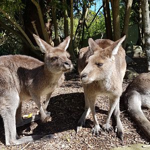 Wellington Zoo | Eastern Grey Kangaroo