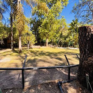 Aldabra Giant tortoise/African spurred tortoise enclosure