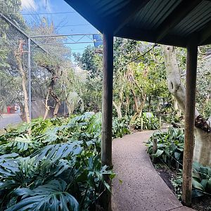 Australian rainforest aviary