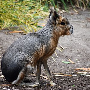 Patagonian Mara