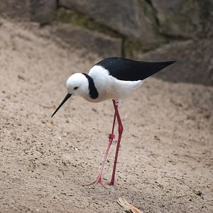 Pied Stilt