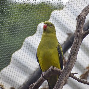 Regent Parrot