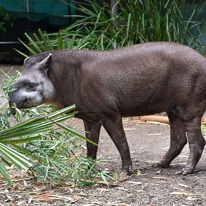 Brazilian Tapir - male Arturo