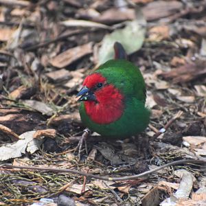 Red-faced Parrotfinch