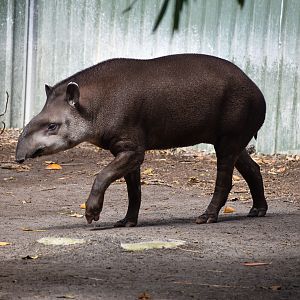 Brazilian Tapir - male Arturo