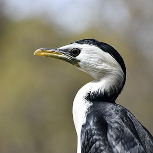 Little Pied Cormorant