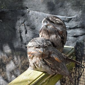 Tawny Frogmouths