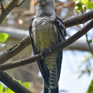 Channel-billed Cuckoo