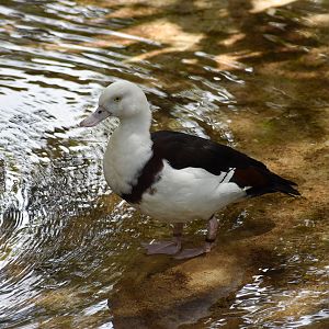 Radjah Shelduck
