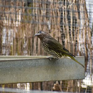 Australasian Figbird
