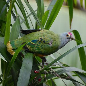 Rose-crowned Fruit-Dove