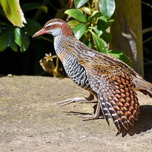 Buff-banded Rail