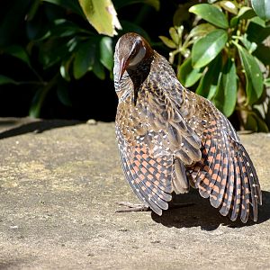 Buff-banded Rail