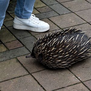 Short-beaked Echidna - free-ranging in walkthrough aviary