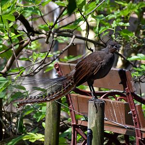 Superb Lyrebird