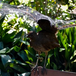 Superb Lyrebird display