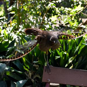 Superb Lyrebird display