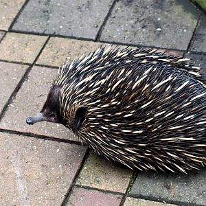 Short-beaked Echidna