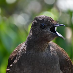 Superb Lyrebird