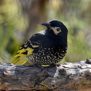 Regent Honeyeater