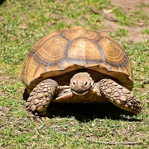 African Spurred Tortoise