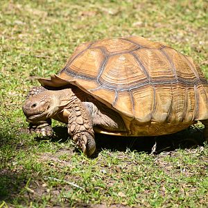 African Spurred Tortoise