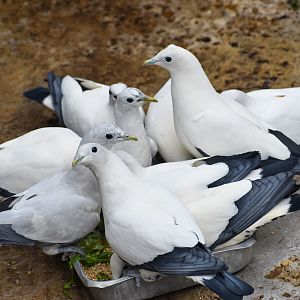 Torresian Imperial Pigeons