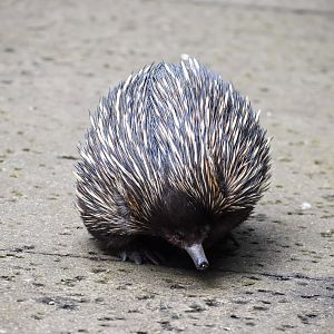 Short-beaked Echidna