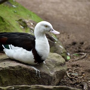 Radjah Shelduck