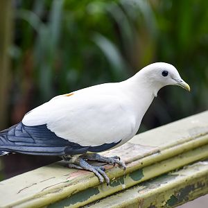 Torresian Imperial Pigeon