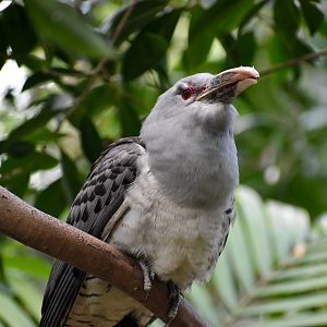 Channel-billed Cuckoo