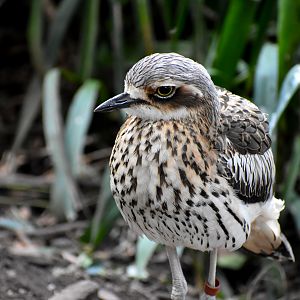 Bush Stone-Curlew