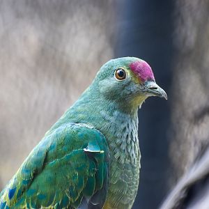 Rose-crowned Fruit-Dove