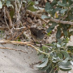 Kangaroo Island Brown Thornbill