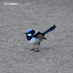 South Australian Superb Fairywren