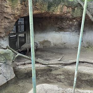 Islands rotational habitat - babirusa