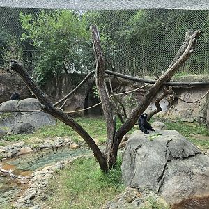 Islands rotational habitat - siamang