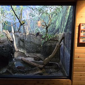 Islands Pavilion - birds