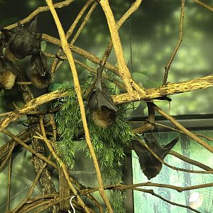 Islands Pavilion - Rodrigues fruit bats
