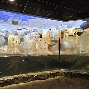 Islands Pavilion - Penguin Sea Cliffs African penguins